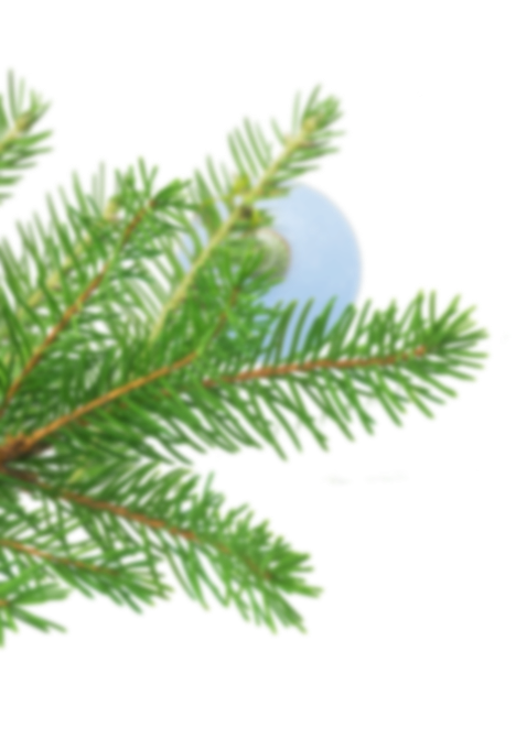 branche de sapin