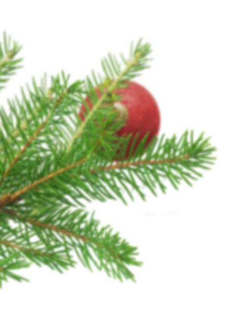branche de sapin