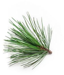 epines sapin