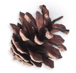 Pomme de pin