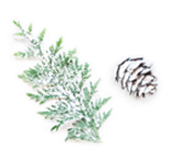 Pomme de pin