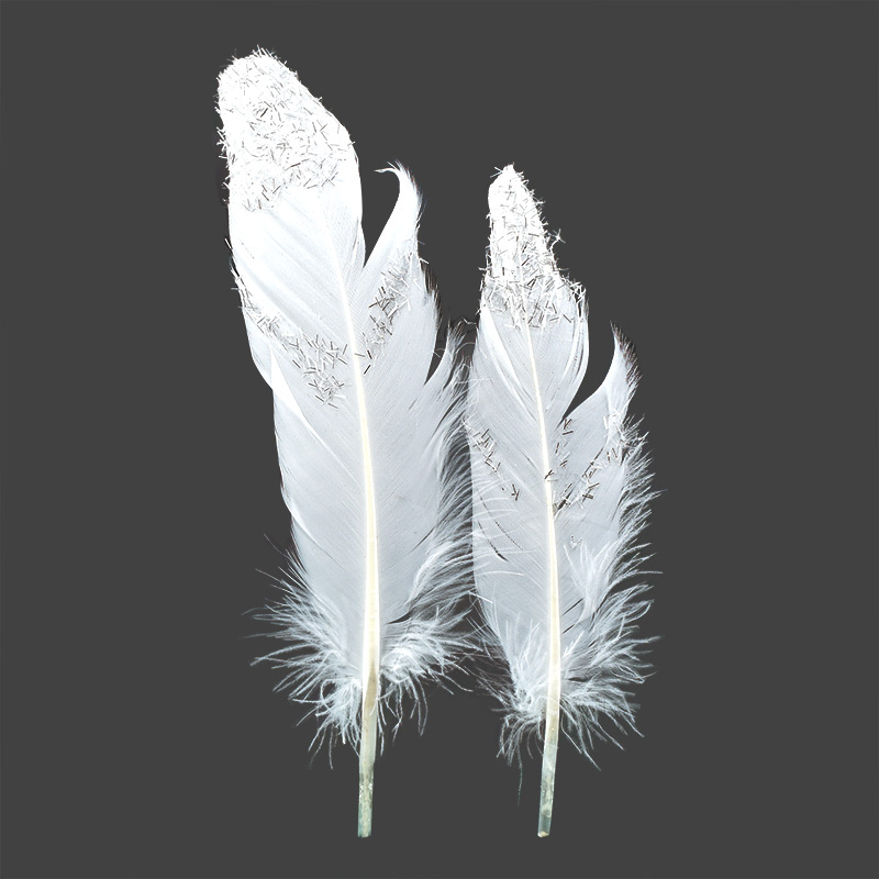 12 plumes brillantes