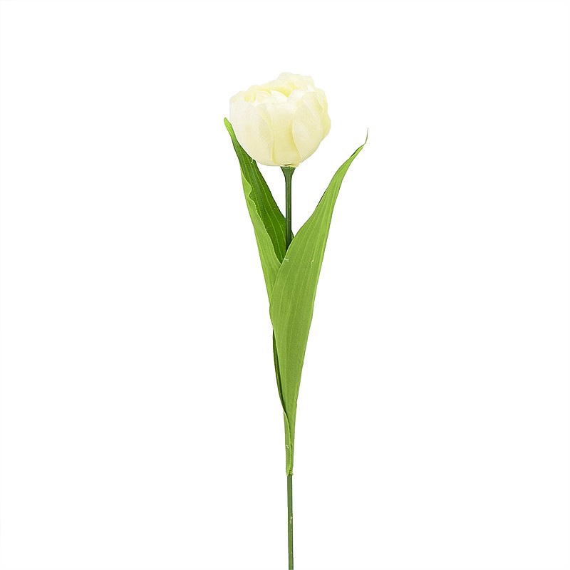 Tige tulipe perroquet 'First'