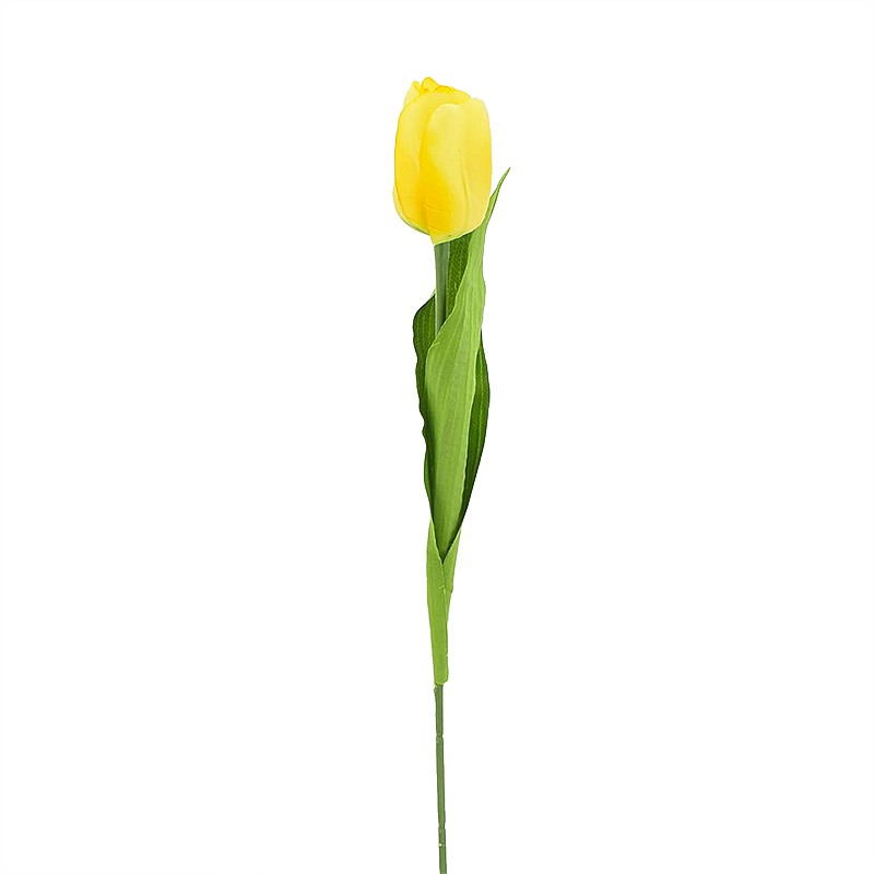 Tige tulipe 'First'