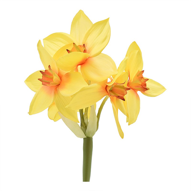 Narcisse à 6 fleurs