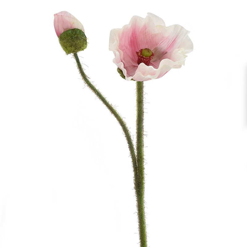 Coquelicot