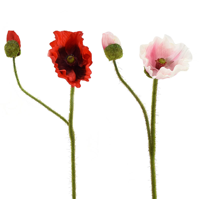 Coquelicot