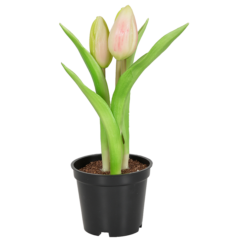 Tulipe en pot
