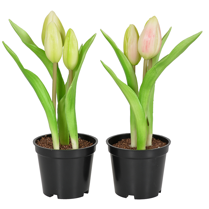 Tulipe en pot