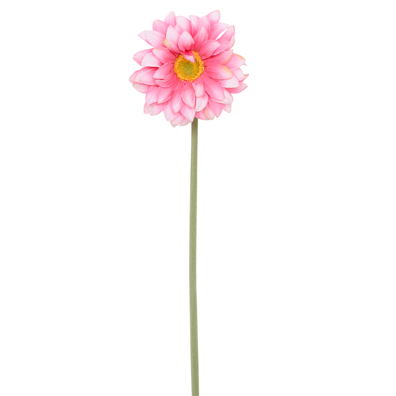Gerbera