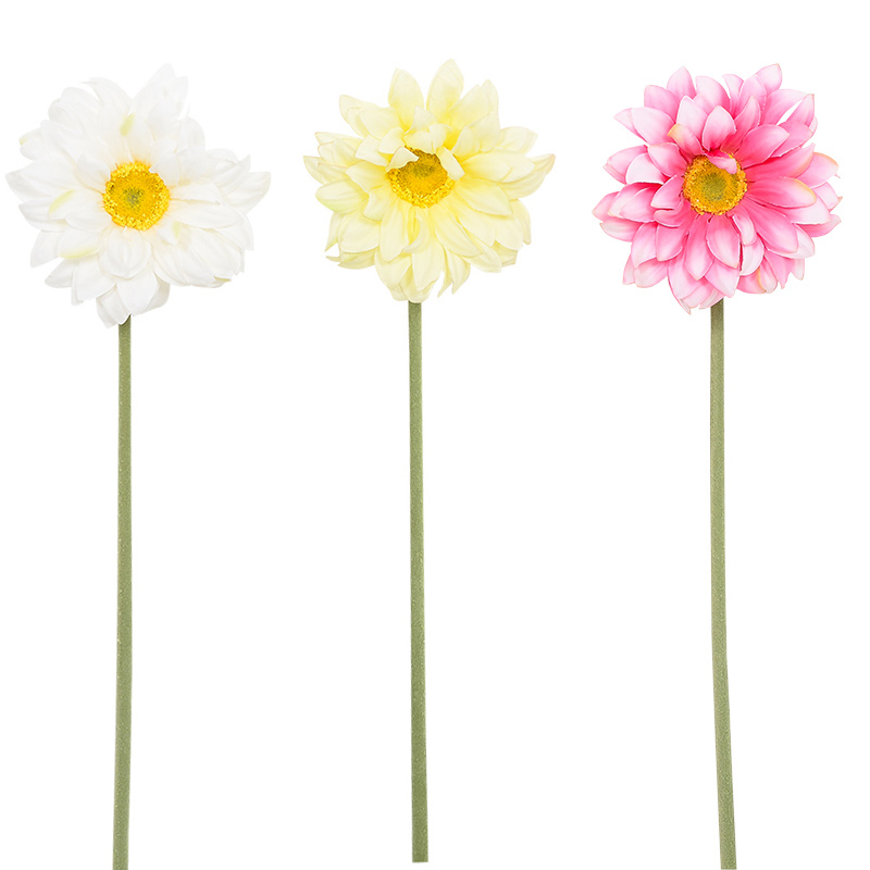 Gerbera