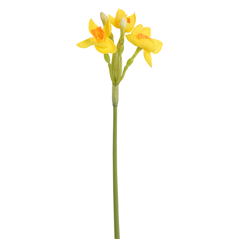 Jonquille