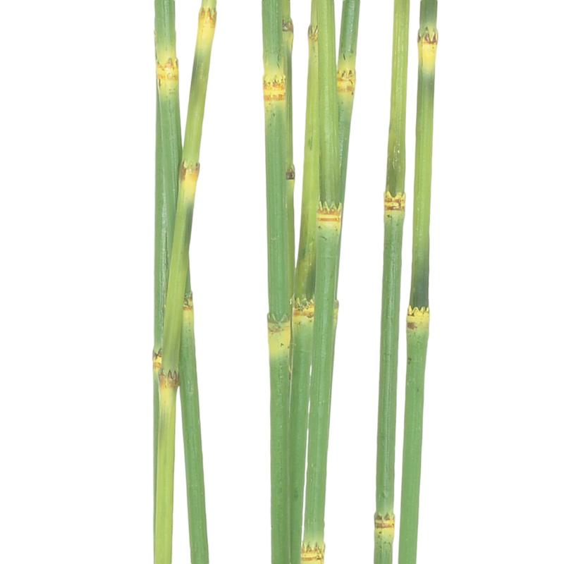 Branches de bambou en pot