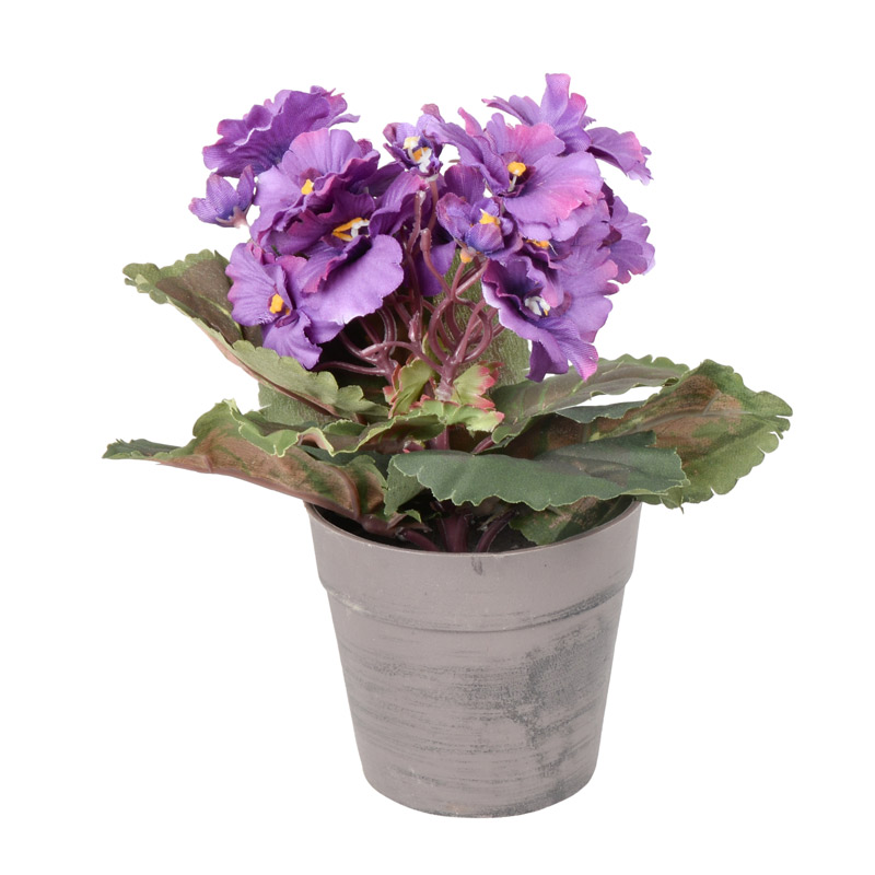 Pot de violettes