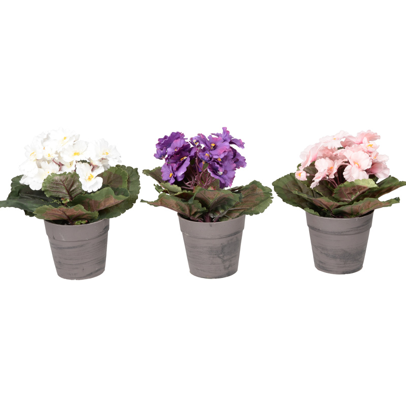Pot de violettes