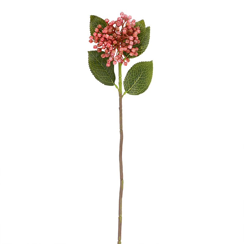 Bourgeons d'hortensia