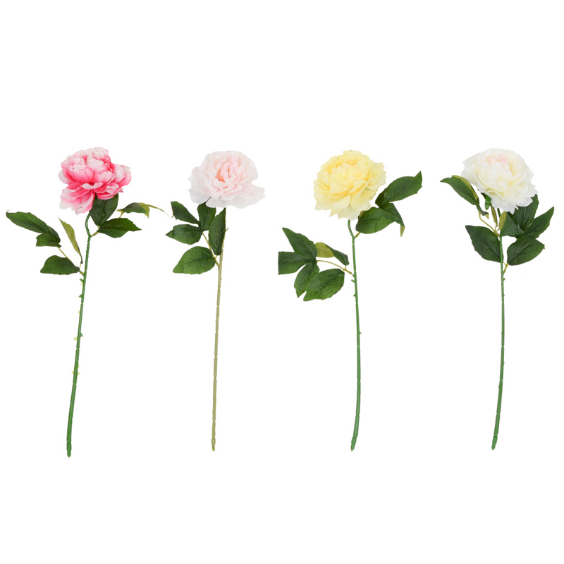 Tige de pivoine