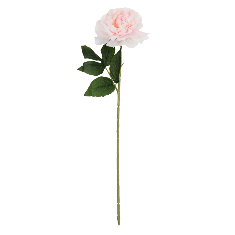 Tige de pivoine