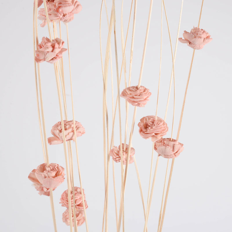Branches de rosettes