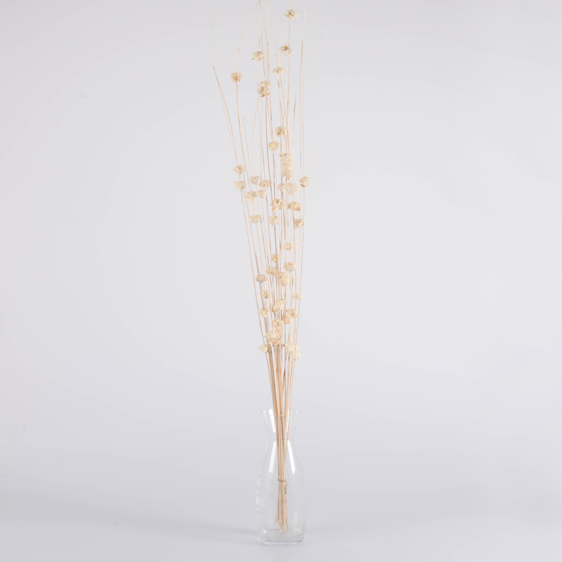 Branches de rosettes