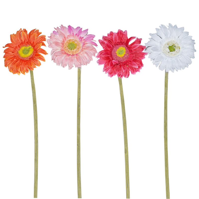 Tige de mini gerbera