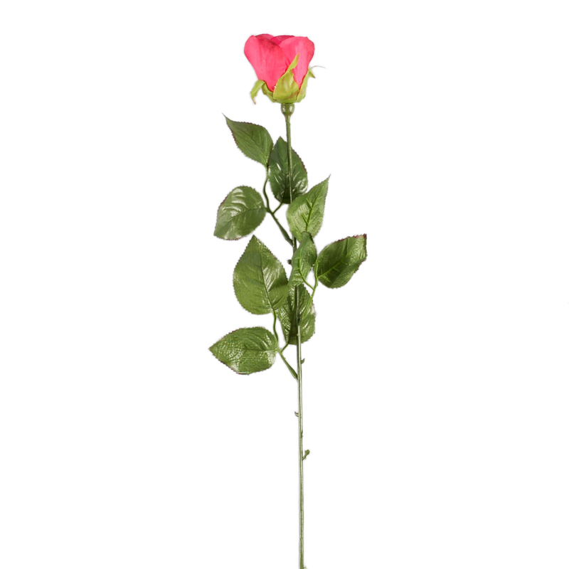 Bouton de rose 'First'