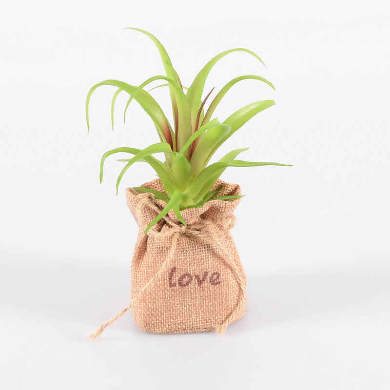 Succulente dans pot