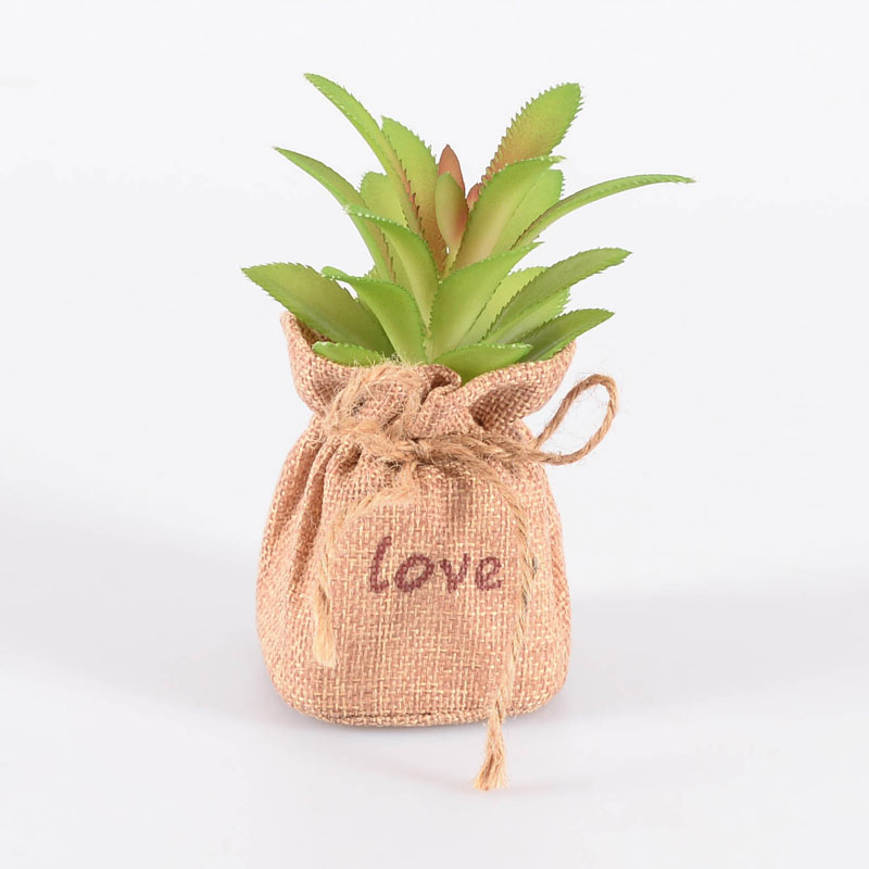 Succulente dans pot