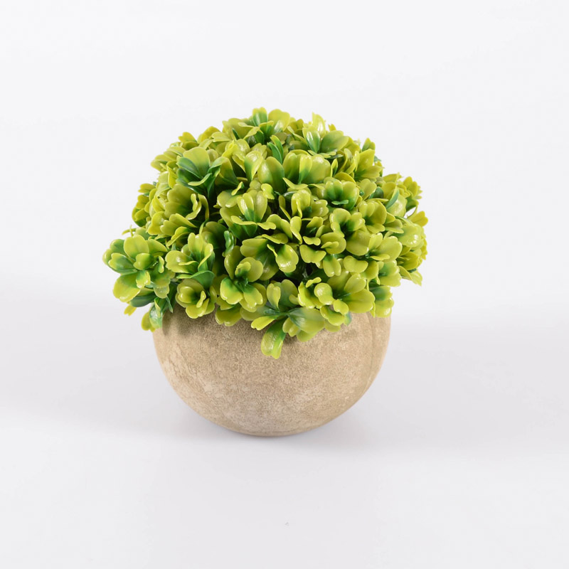 Boule de buis dans pot