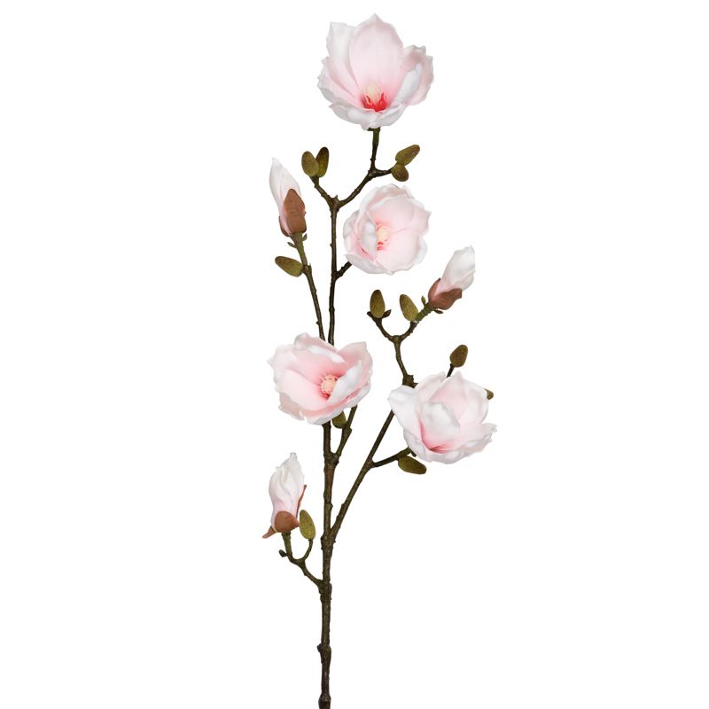 Branche de magnolia