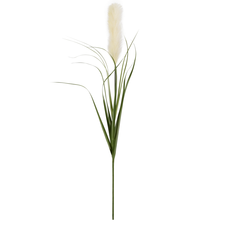 Tige de la pampa