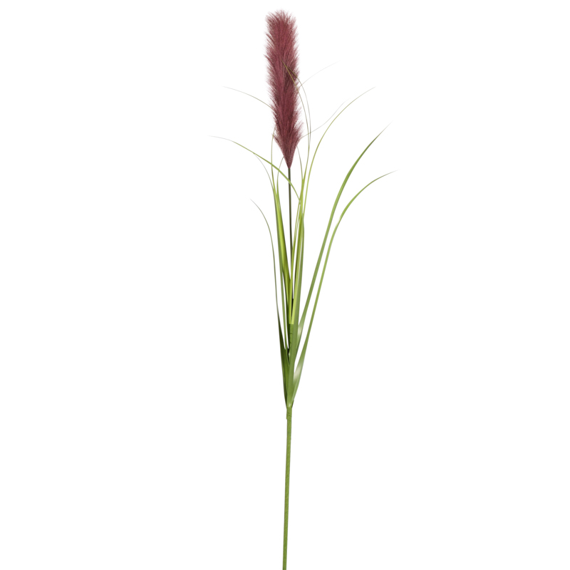 Tige de la pampa