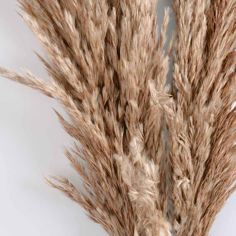 5 tiges de pampas