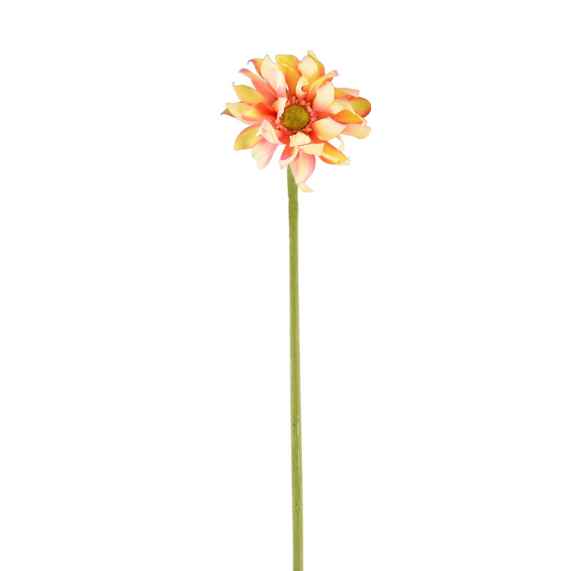 Gerbera