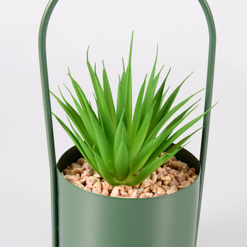 Succulente 'Lilia' en pot