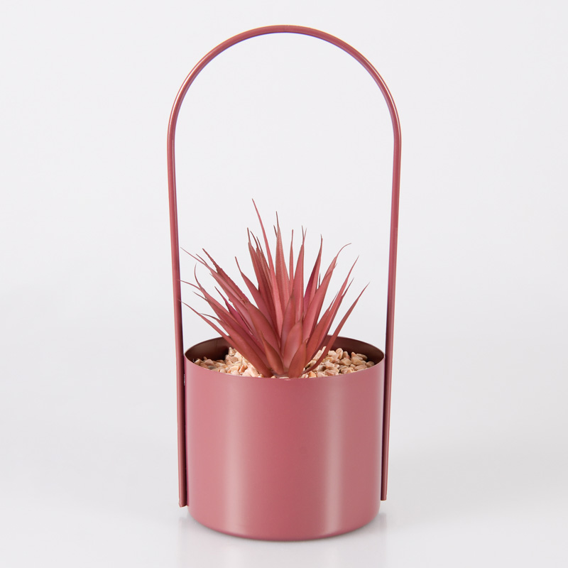 Succulente 'Lilia' en pot