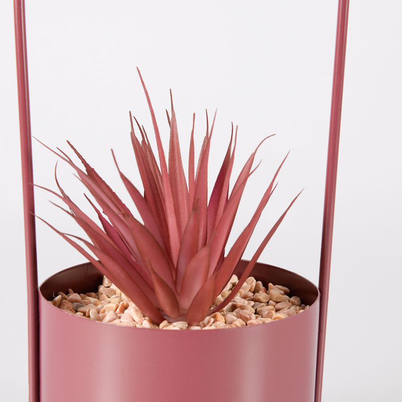 Succulente 'Lilia' en pot
