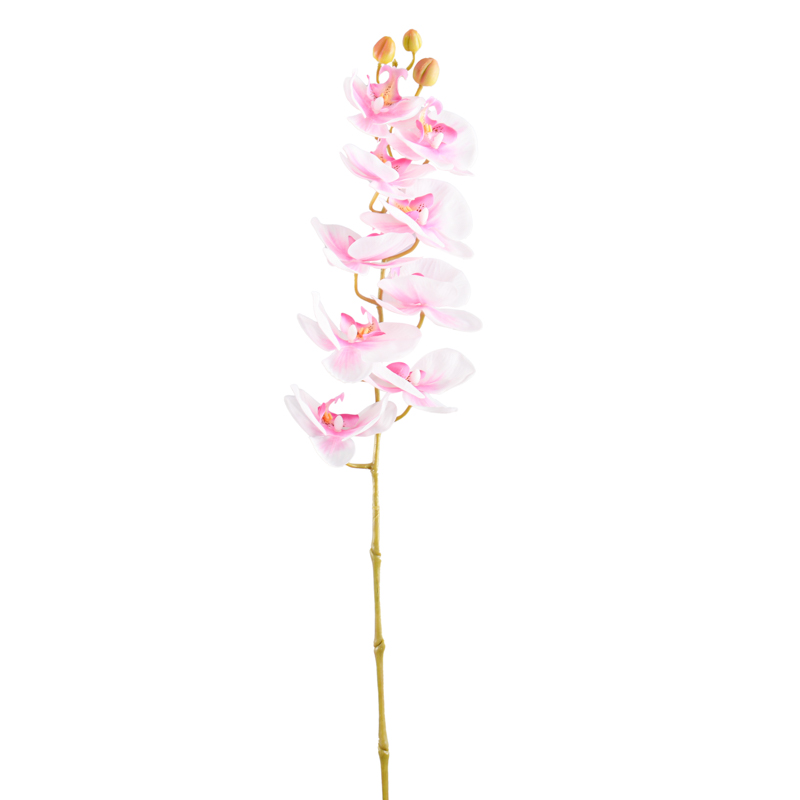 Tige d'orchidée 'Panda'