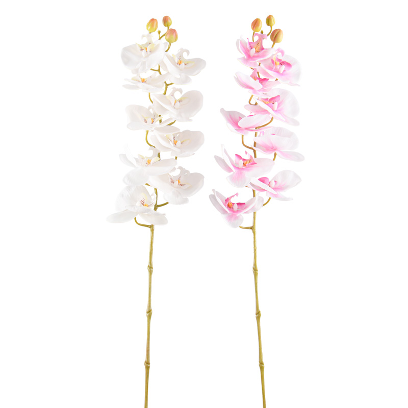 Tige d'orchidée 'Panda'