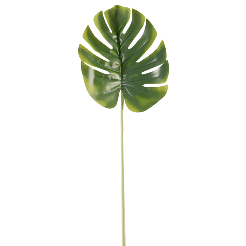 Feuille de monstera
