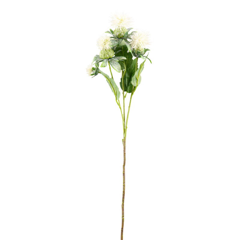 Tige d'amarante 'Globosa'