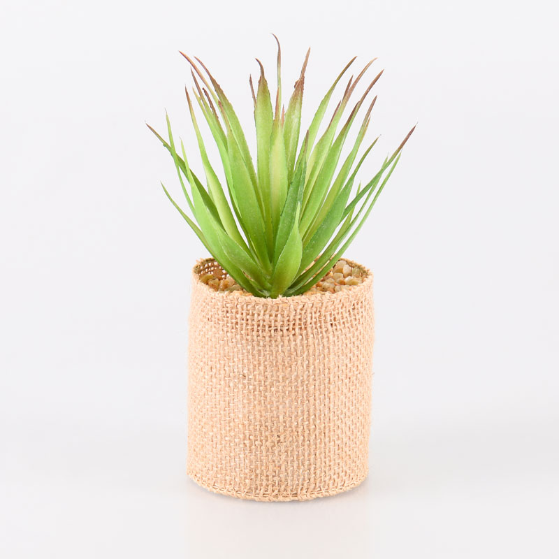 Aloe en pot