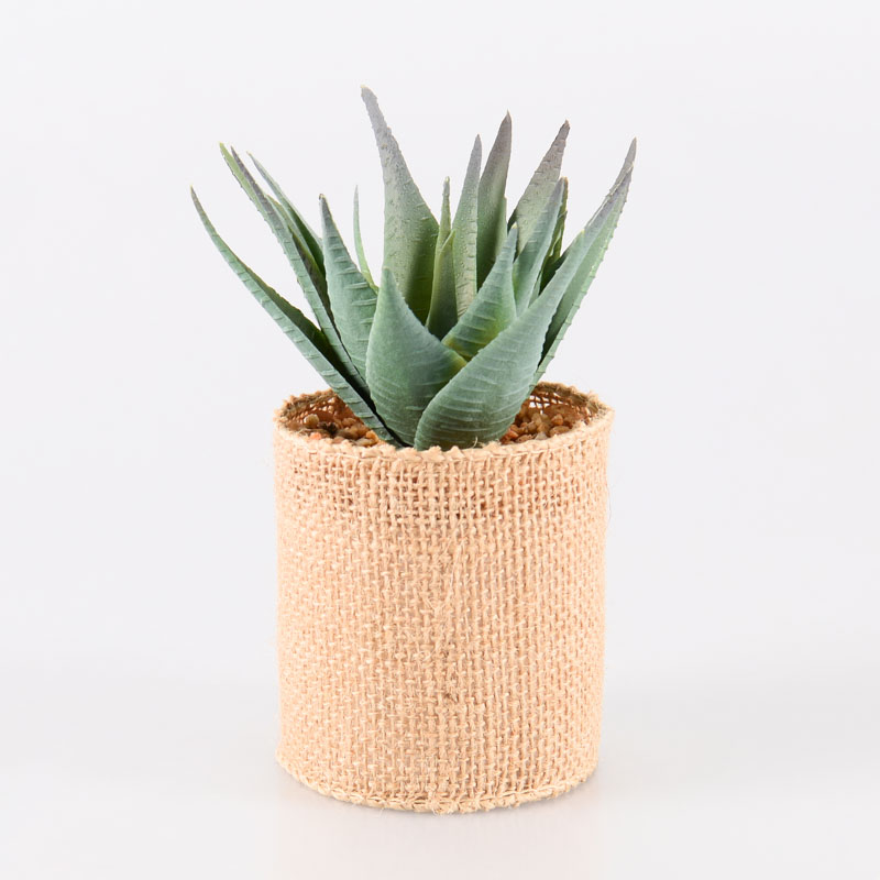 Aloe en pot