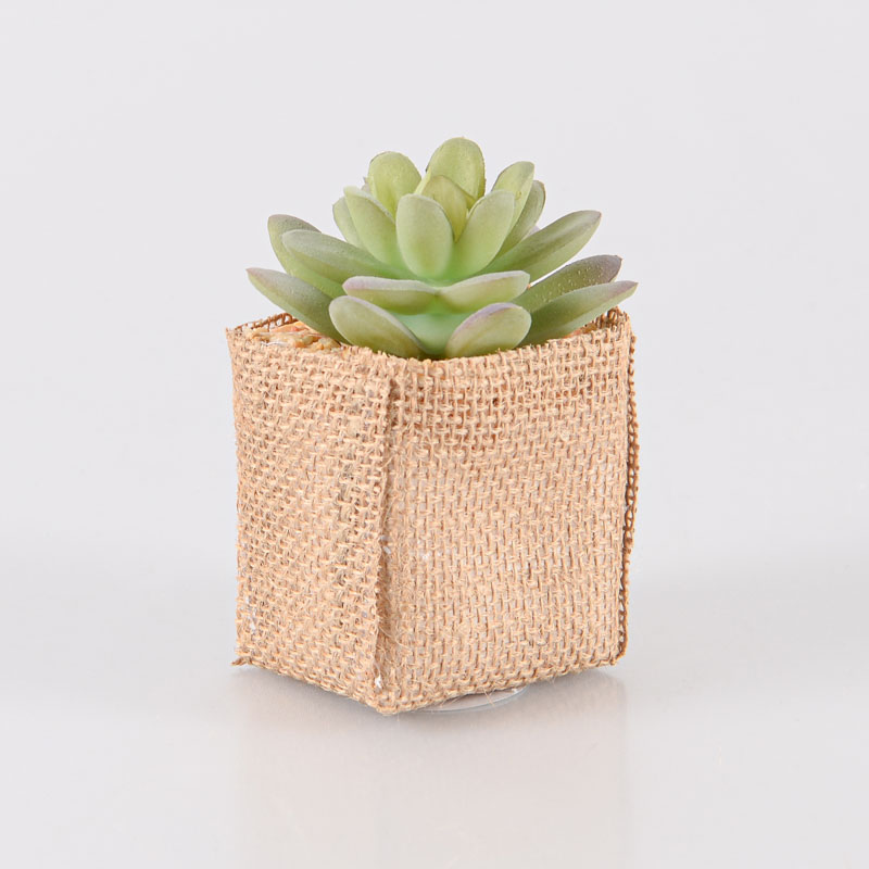 Aeonium en pot