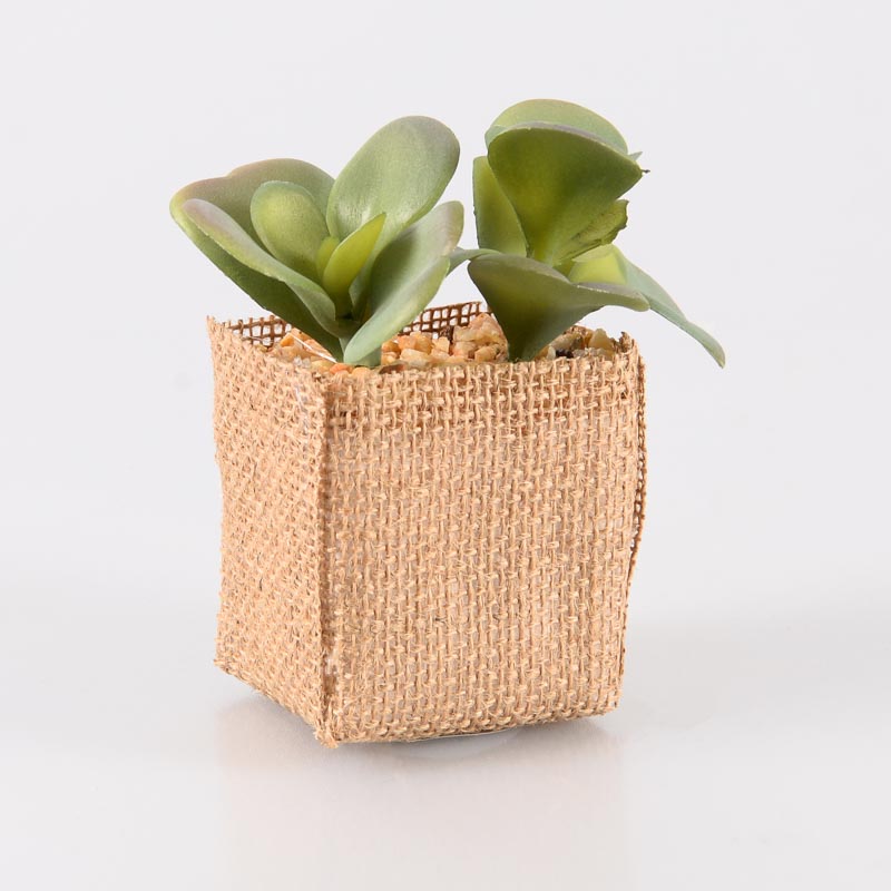Kalanchoé en pot