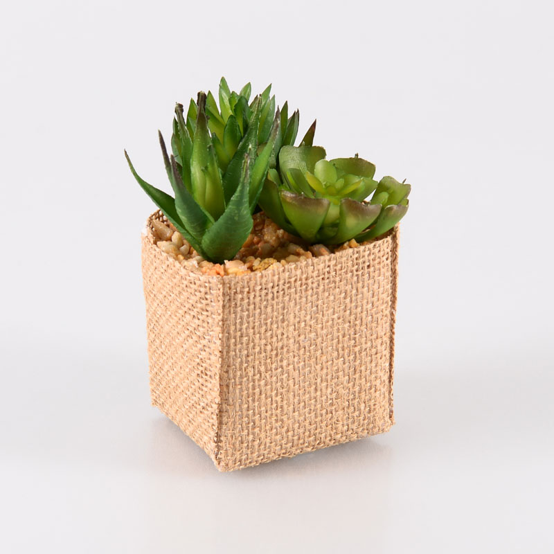 Succulente en pot