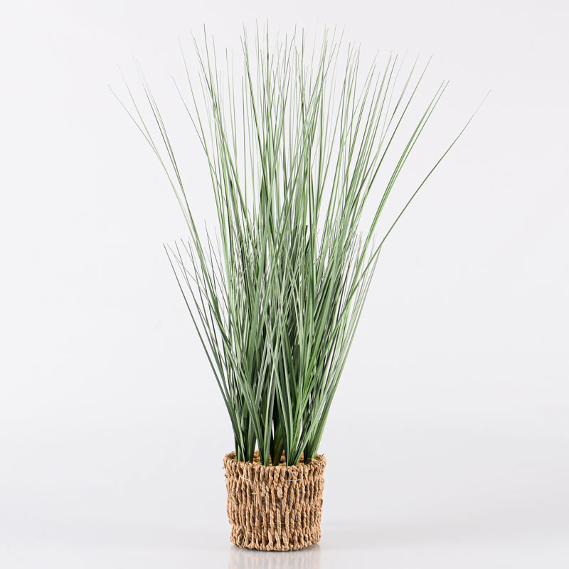 Herbes de pampas en pot