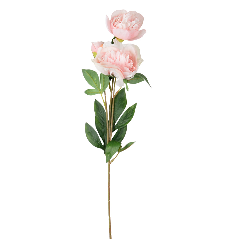 Tige de pivoine