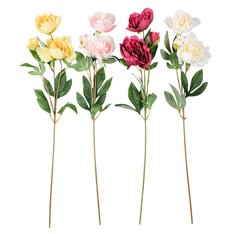 Tige de pivoine