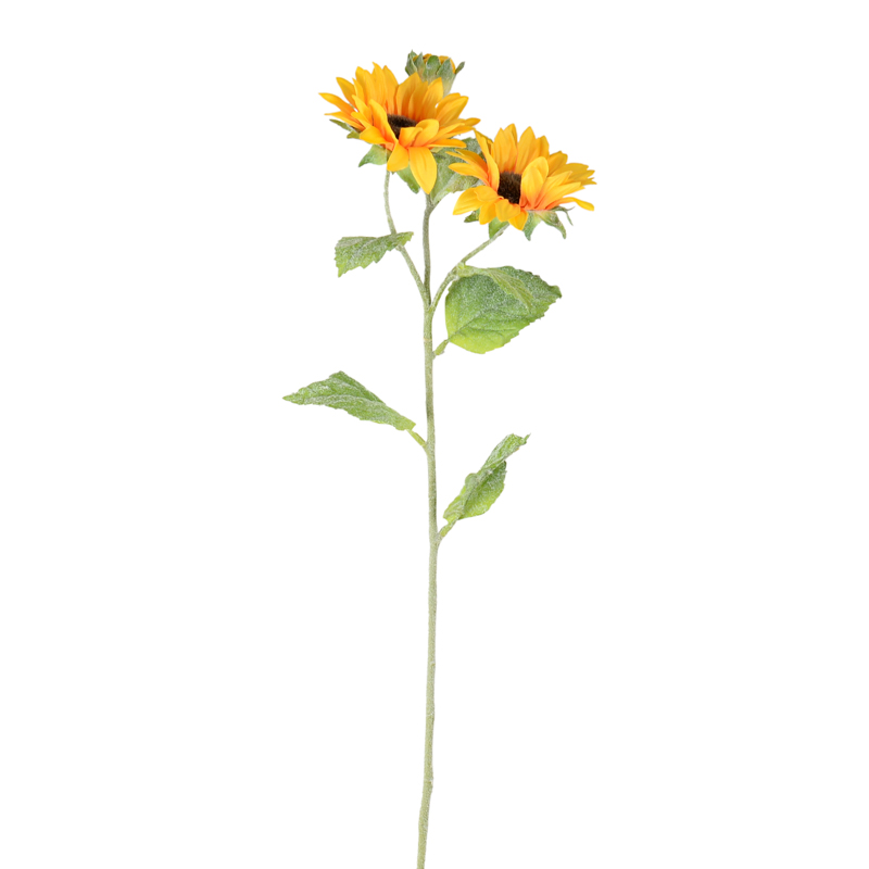 Tournesol